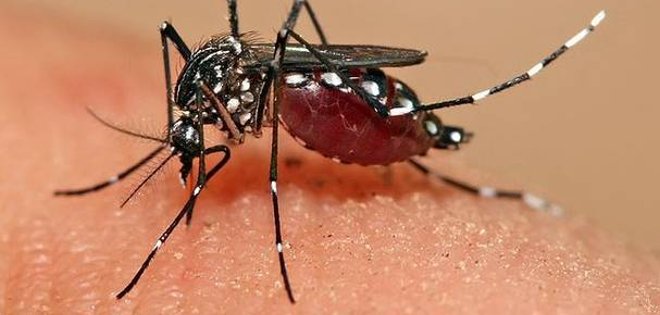21 muertos y 4.756 infectados en Latinoamérica por el virus chikungunya