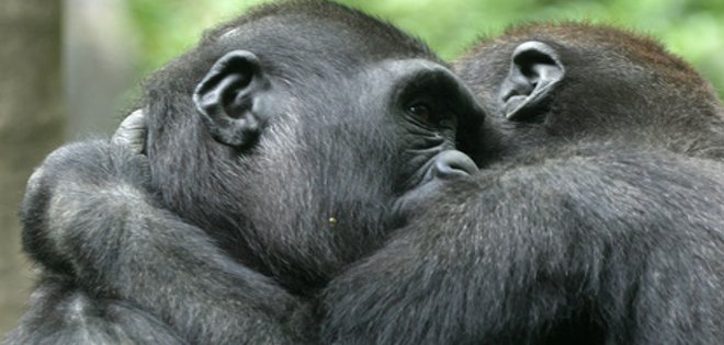 Fiscalía alemana pide multar a tres científicos por actuar cruelmente contra monos