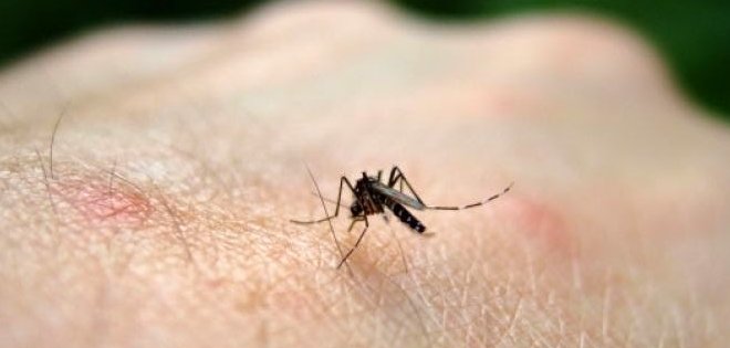 El Ministerio de Salud confirmó 7 casos de chikungunya importados en el país