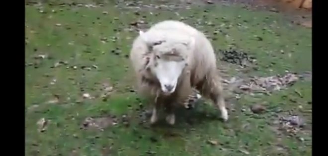 VIDEO: La oveja que se cree perro