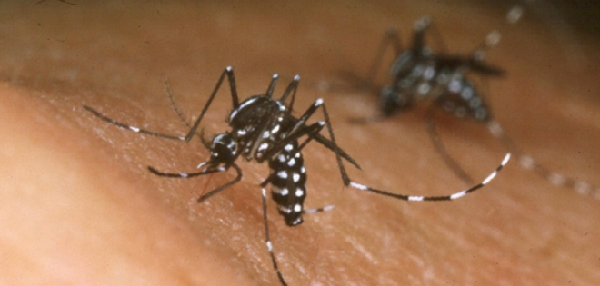 Alerta sanitaria al confirmarse 1.000 afectados por Chikungunya en Colombia
