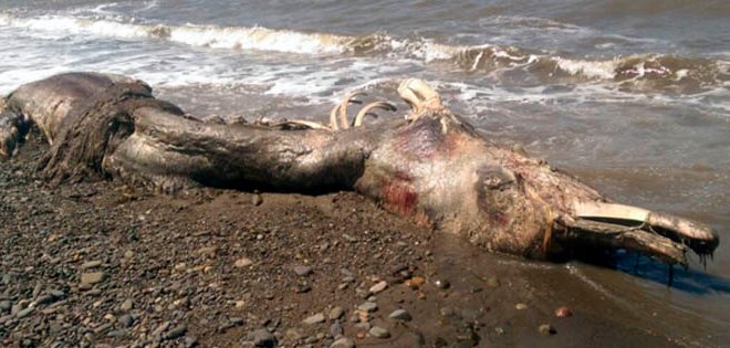 Encuentran muerta a una misteriosa criatura marina en una isla de Rusia