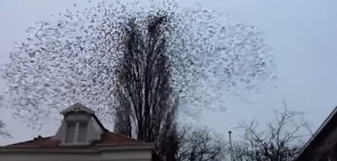 (VIDEO) Pájaros hacen cobrar vida a este árbol