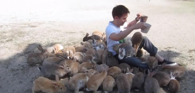 (VIDEO) La isla de los conejos es real y queda en Japón