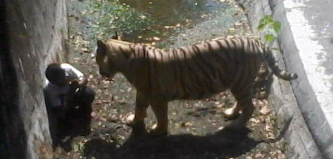 Un tigre blanco mata a un niño en un zoológico de Nueva Delhi