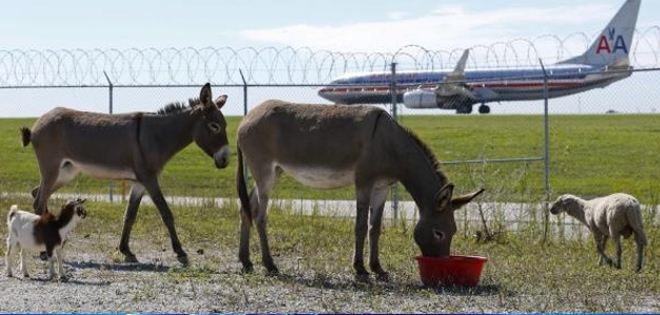 Utilizan llamas y cabras para limpiar aeropuerto de #EEUU