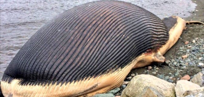 Localidad canadiense teme que explote ballena varada en su costa