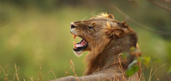 León atacó a una mujer que no respetó advertencias en safari