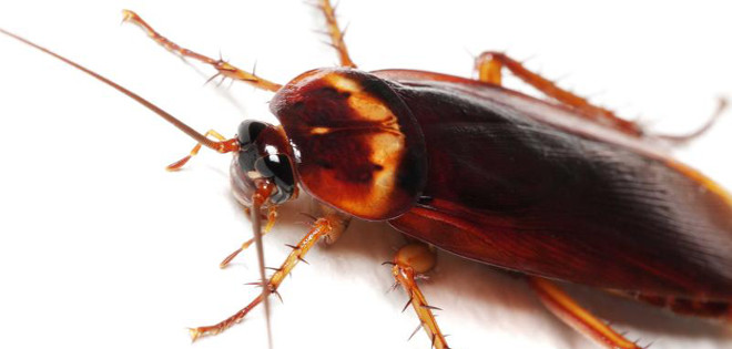 Cucarachas, una plaga que está más cerca de lo que cree