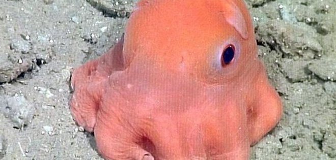Descubren a la criatura submarina más tierna del mundo