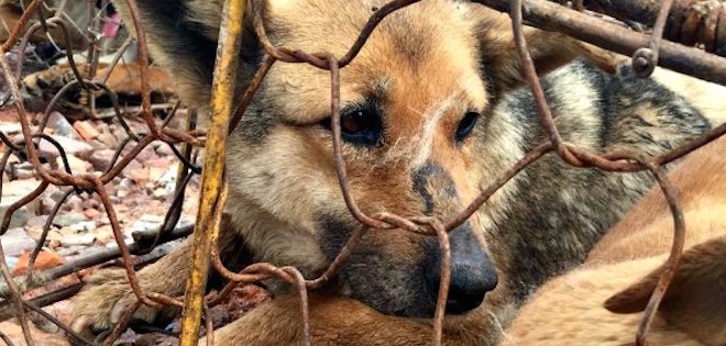 Activistas protestan contra un famoso Festival de la Carne de Perro en China
