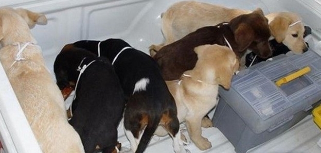 Capturan a veterinario que traficaba metiendo droga dentro de cachorros
