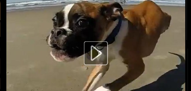 VIDEO: El cachorro de 2 patas que conmovió la web visitó la playa por primera vez