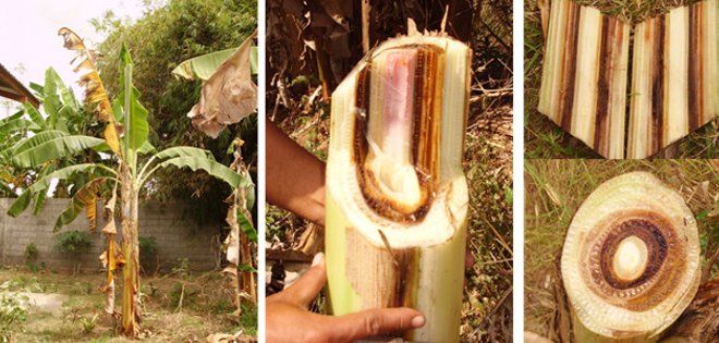 Científicos ecuatorianos estudian al hongo más destructivo del banano