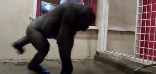 VIDEO: Zola, el gorila que baila break dance