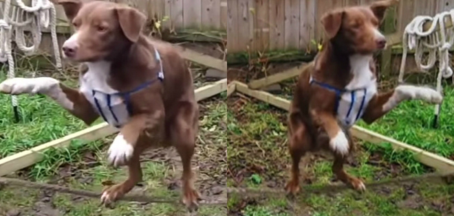 (VIDEO) Ozzy, el perro equilibrista que ganó el récord Guinness