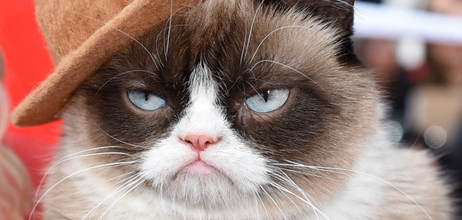 Grumpy Cat le ha generado US$100 millones a su dueña