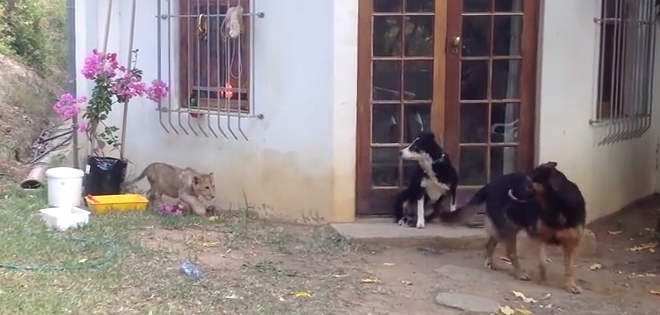 VIDEO: León cachorro casi mata del susto a un perro