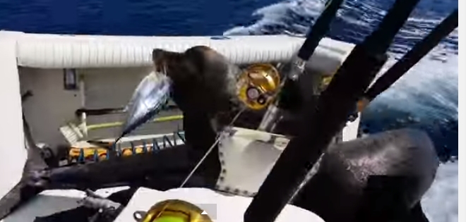 (VIDEO) León marino sorprende al saltar dentro de un bote por un pescado