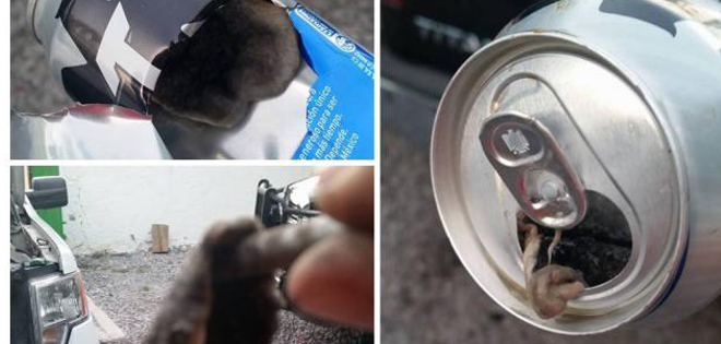 Mexicano encuentra una rata en su lata de cerveza