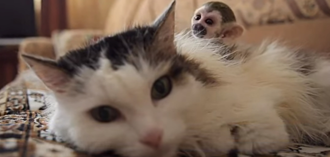 Gata adopta a bebé de mono ardilla rechazado al nacer