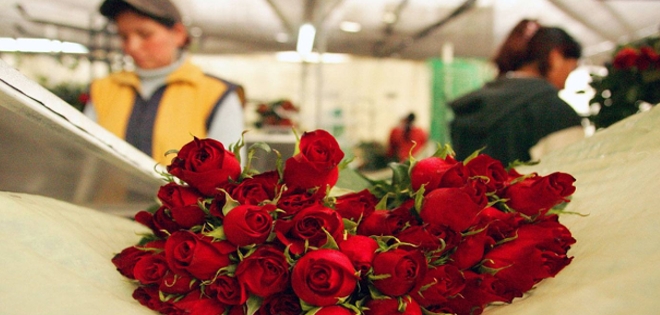 Crece exportación de flores ecuatoriana por San Valentín