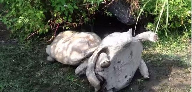 Viral video de una tortuga rescatando a su amiga volcada