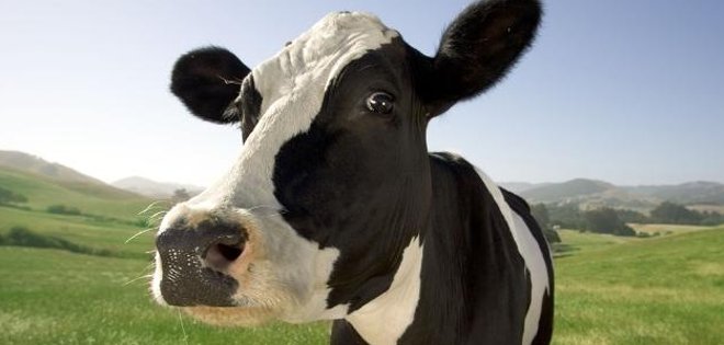 Aromaterapia para tratar las vacas lecheras