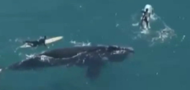 Enorme ballena se acerca a nadar con surfistas en Australia