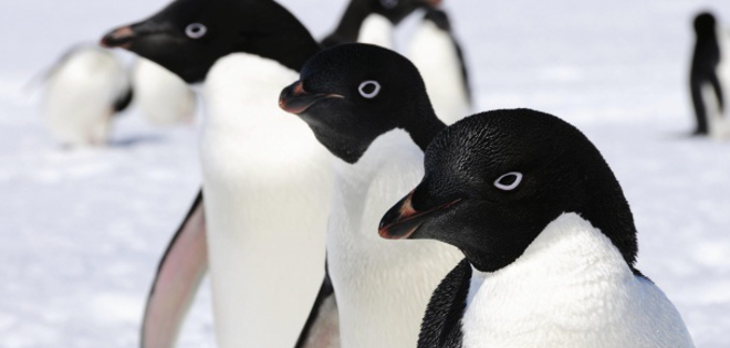 Iceberg gigante diezma población de pingüinos Adelaida en la Antártida