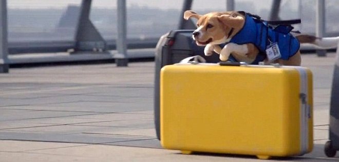 (VIDEO) Un beagle, el nuevo empleado de una aerolínea internacional