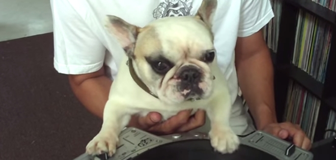 (VIDEO) El tierno bulldog que se convirtió en Dj