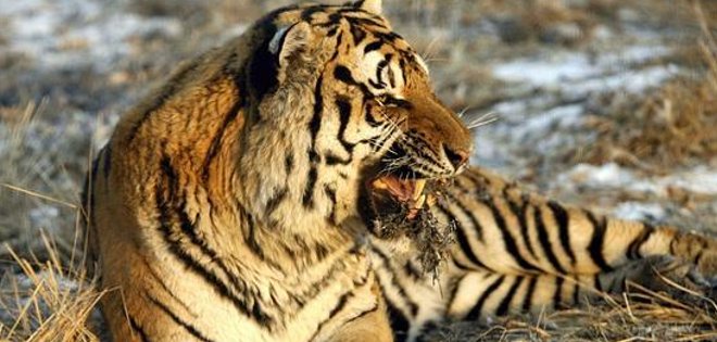 Trece años de prisión a un empresario chino por comerse a tres tigres