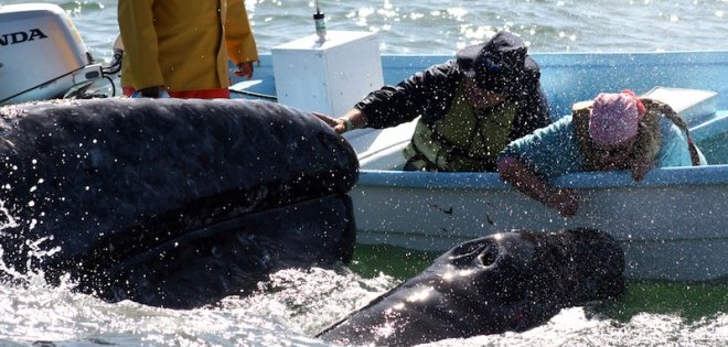 Mujer canadiense muere en choque de embarcación con ballena en Pacífico mexicano