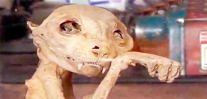 La escalofriante criatura momificada que apareció en Turquía
