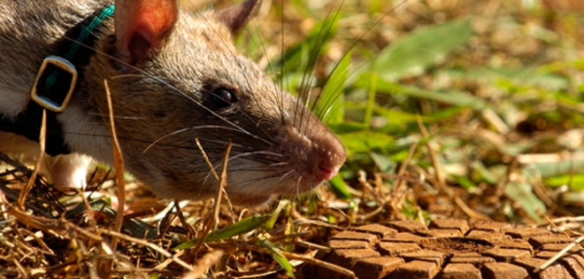 ¿Puede un grupo de ratas entrenadas salvar miles de vidas al año?
