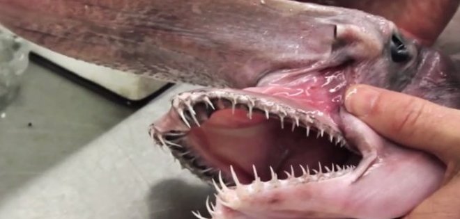 Capturan un tiburón prehistórico frente a las costas australianas