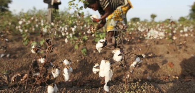 Explotación infantil en los campos de algodón de la India