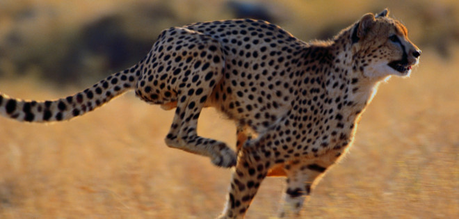 Aclaran el misterio de la disminución de guepardos en el mundo