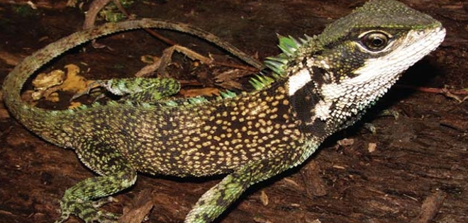 Descubren 3 nuevas especies de lagarto con forma de dragón en Ecuador y Perú