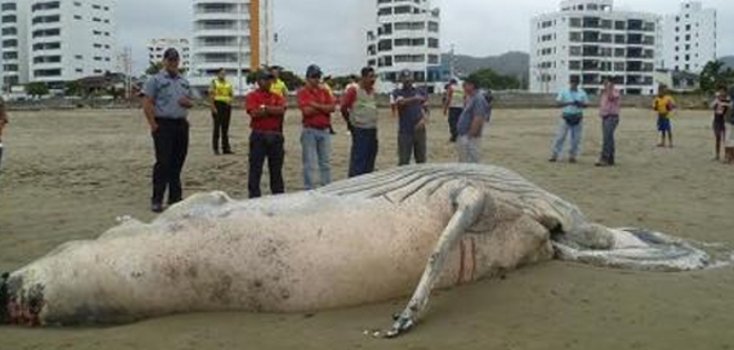 Hallan a cría de ballena jorobada muerta en playa de Bahía de Caráquez