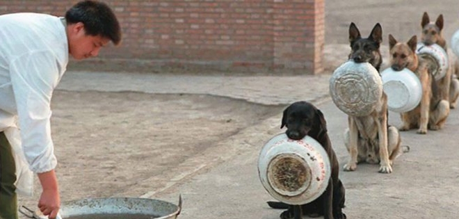 Estos son los canes más disciplinados del mundo