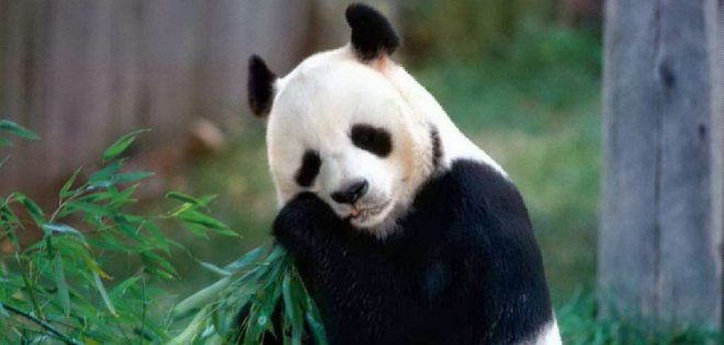 Una panda de China finge su embarazo para mejorar su calidad de vida