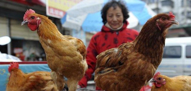 Hong Kong aumenta su nivel de alerta por la gripe aviar