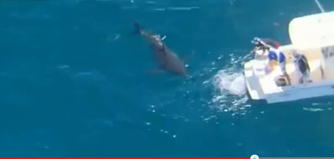 Se lanza al mar y se sube a un cadáver de ballena rodeado de tiburones