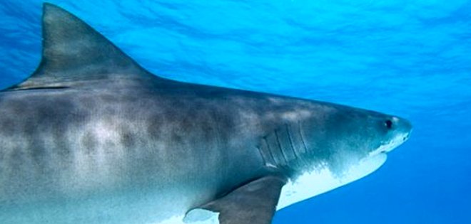 Niño de 12 años pesca tiburón de 2,5 metros en EE.UU.