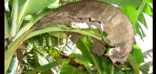 Manabí: Sigatoka negra afecta a cultivos de plátano