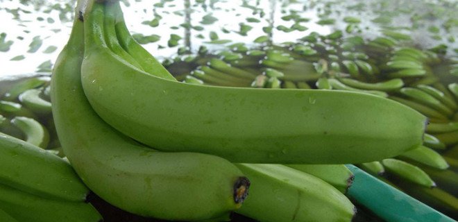 En Italia decomisan cocaína oculta en banano procedente de Ecuador