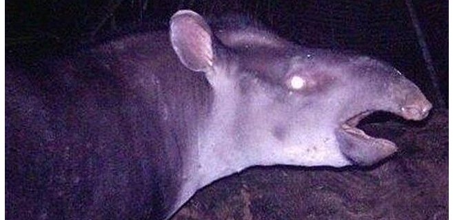 Descubren nueva especie de tapir en Amazonía de Colombia y Brasil