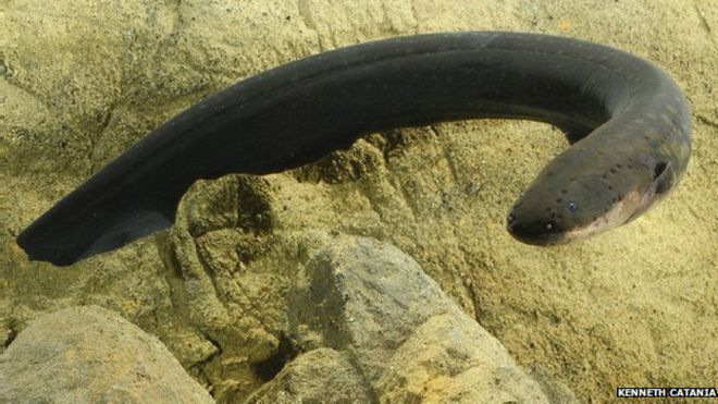 El curioso método de las anguilas eléctricas para cazar a sus presas